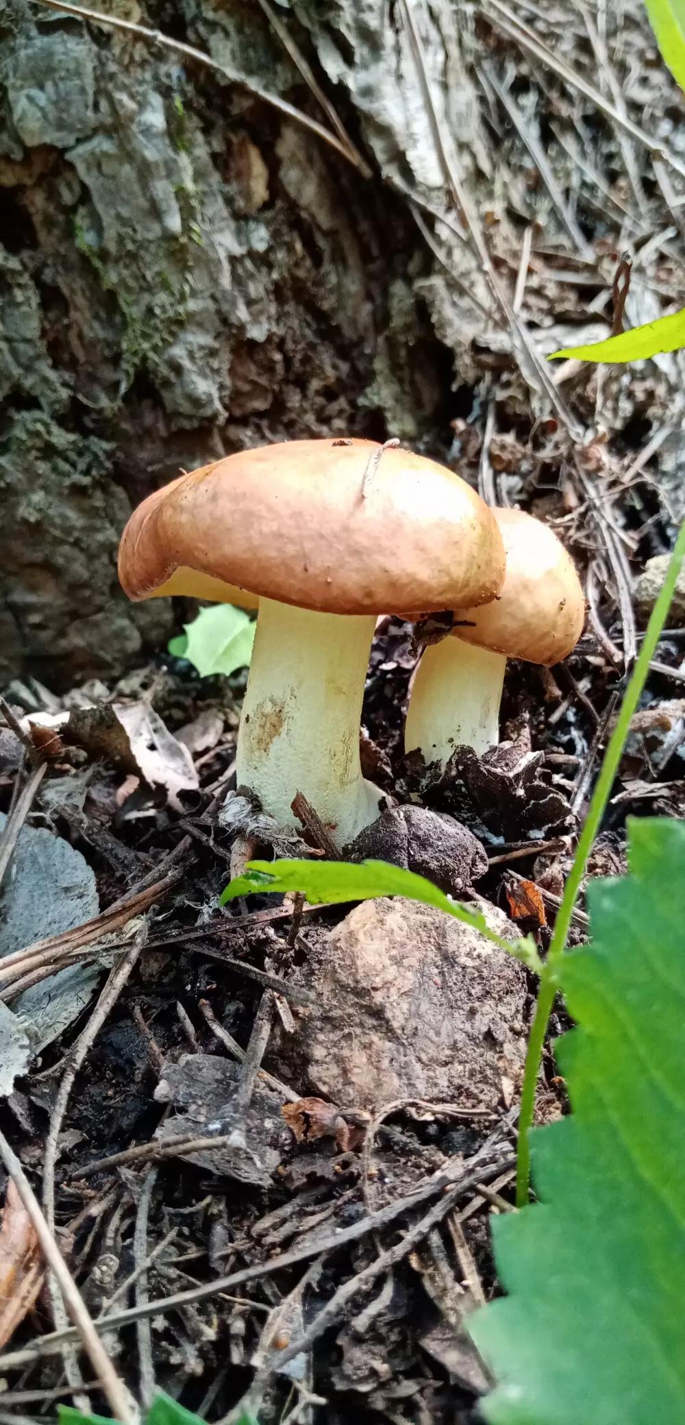 （香港天空彩天下彩资料大全使用方法）