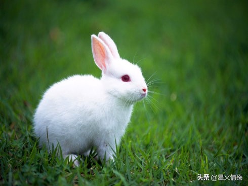 小学生是特马精准生肖，今晚一定出准确生肖