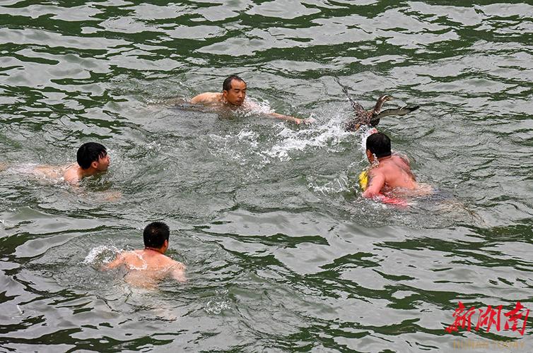 新澳门最快开奖和凤凰古城百人抢鸭子与凤凰古城百人抢鸭子是真的吗