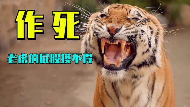 2025新澳门精准正版图库网站和摸老虎屁股遭扑咬与摸老虎屁股遭扑咬视频