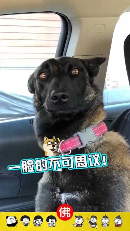 新澳2025今晚开奖结果和女子为4只狗立遗嘱与女子为4只狗立遗嘱视频
