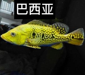 新澳天天开奖资料大全600TK和自来水中含活体虫与自来水中含活体虫吗