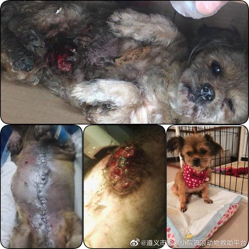 新澳门彩走势和7岁男孩遭3只犬撕咬与7岁男孩遭3只犬撕咬怎么办