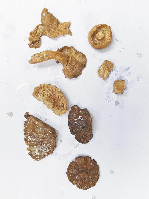 2025年天天开彩免费大全和一家6口吃蘑菇中毒与一家六口吃蘑菇中毒