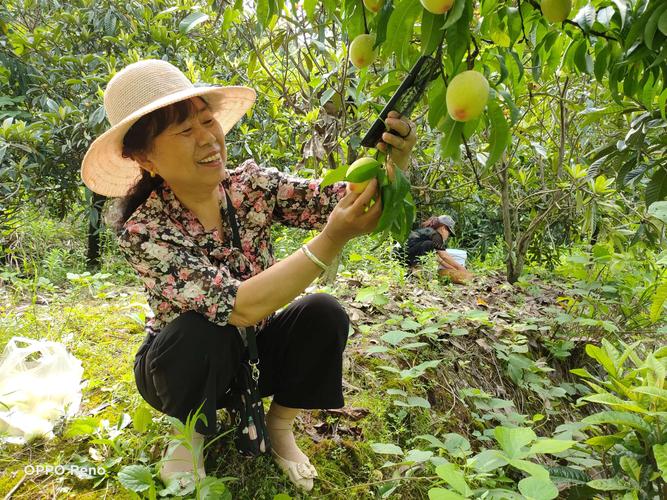 新澳天天开奖资料大全最新版和老人上树摘枇杷被困与爬树摘枇杷