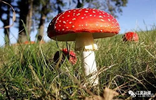澳门研究生资料2025和一家6口吃蘑菇中毒与一家六口吃蘑菇中毒
